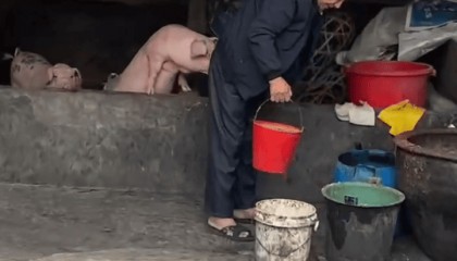 潮汕一孙女怕78岁爷爷无聊给他买了两头猪:猪被养得干净粉嫩,享受和孙女一样的待遇