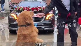 金毛犬拦婚车收200元红包,主人否认唆使和摆拍:自发行为无人教