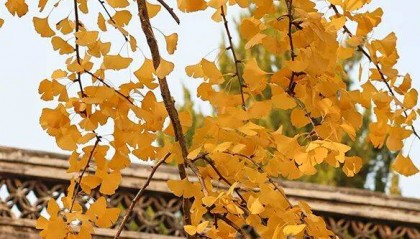 又是一年重阳日,情暖金秋映晚晴