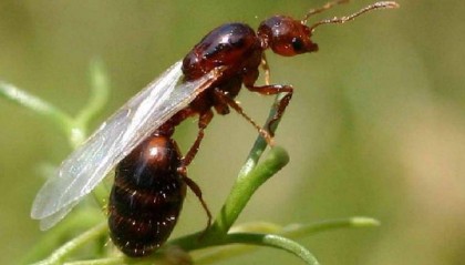 男子被红火蚁咬伤住院治疗抢救无效死亡,意外伤害险理赔遭拒!判了