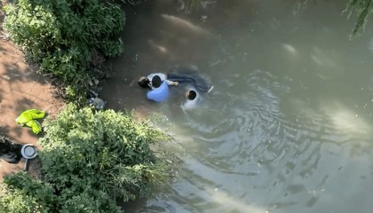 辅警跳河救起轻生女,上岸时被红火蚁咬伤:系最危险入侵物种之一,过敏者或致休克