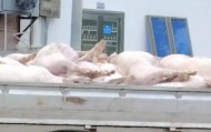 广东一肉联公司门口堆满死猪,官方:7人被控制