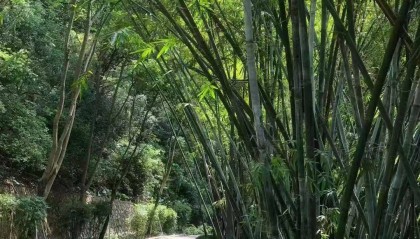 竹为邻 文/王明东