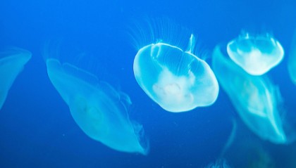 2300万年前的北极惊现犀牛！这个物种的发现，彻底改写了我们对地球历史的认知