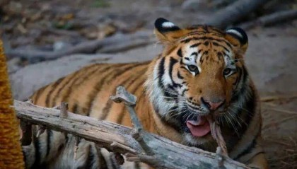 16个月大东北虎“彪彪”独立生活后嚎叫、不安?上海动物园回应