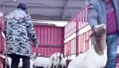 河南一公司给60多名员工每人发一头羊,员工:太实在了,跟着老板有肉吃!