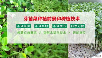 芽苗菜种植前景怎么样?种植技术到哪里学