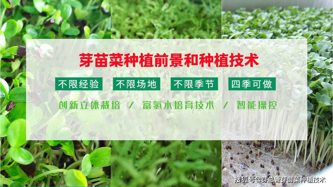 芽苗菜种植前景怎么样？种植技术到哪里学