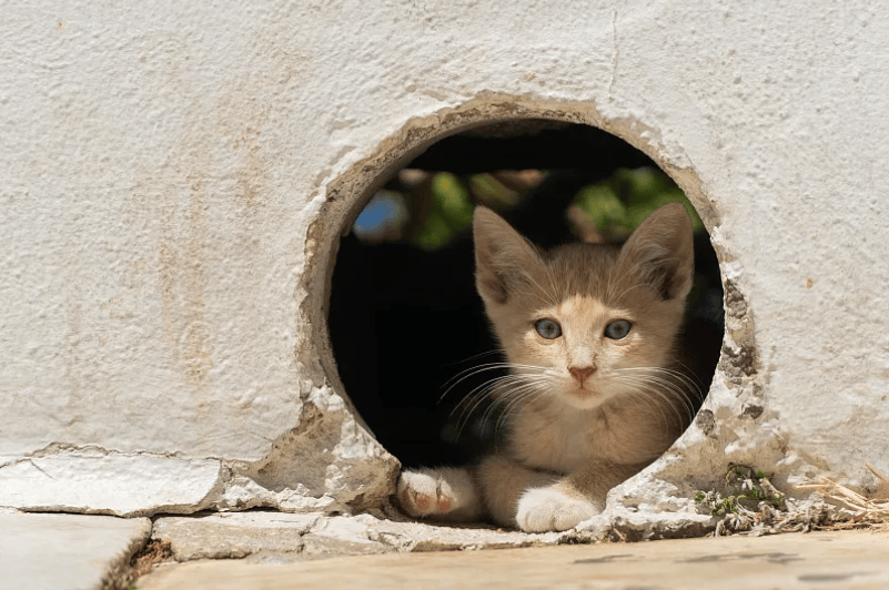 毒杀流浪猫的学生考上事业编？大批网友举报！官方回应→