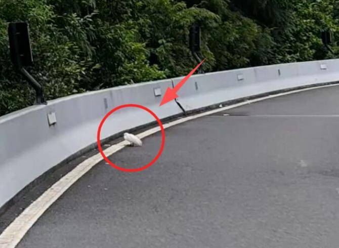 事发杭州高架！“白色不明物体”拦路？仔细一看不得了