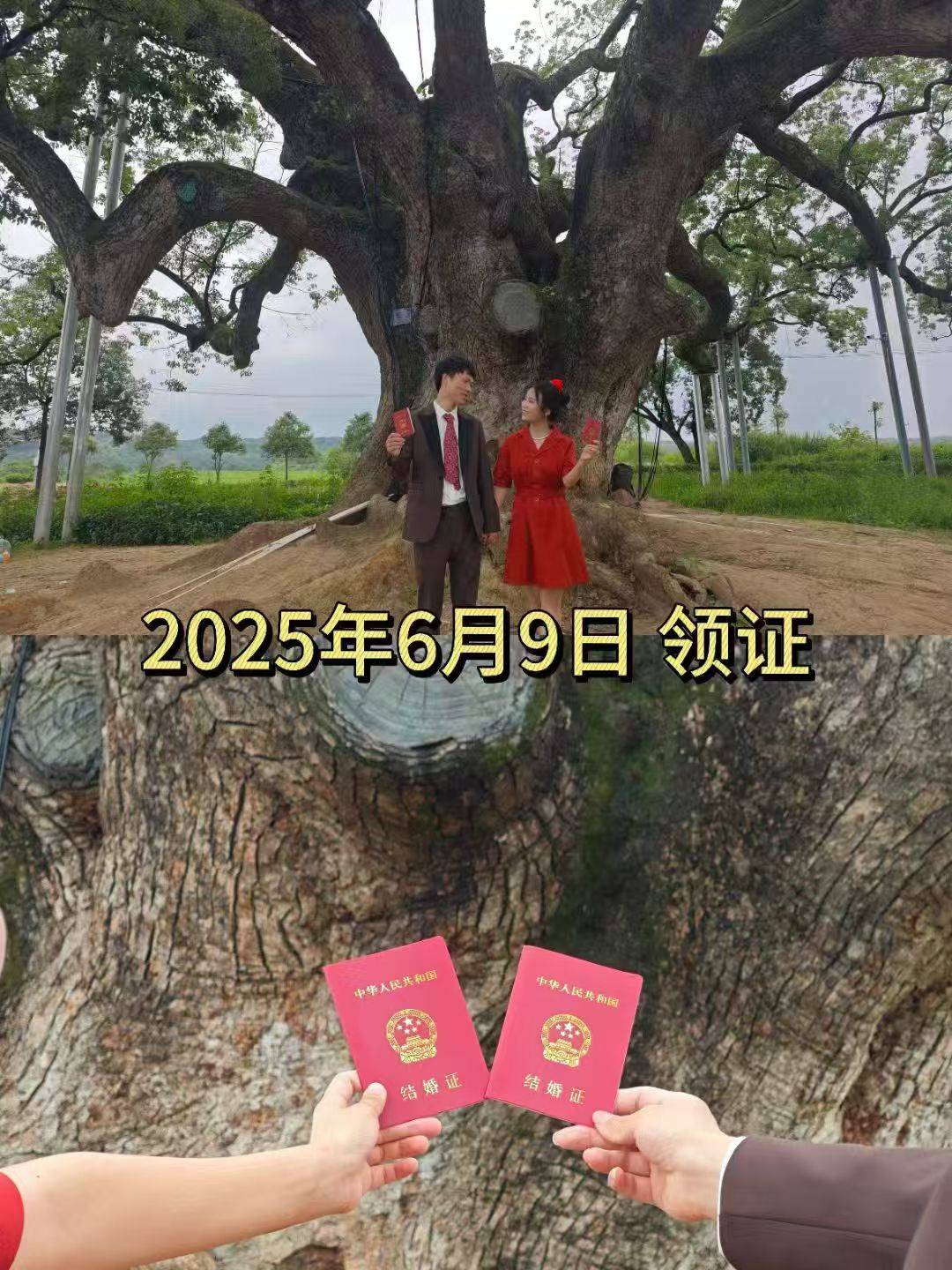 岳阳情侣连续9年在家乡千年古樟树下合影,今年国庆终修正果:希望爱情像古树一样长久