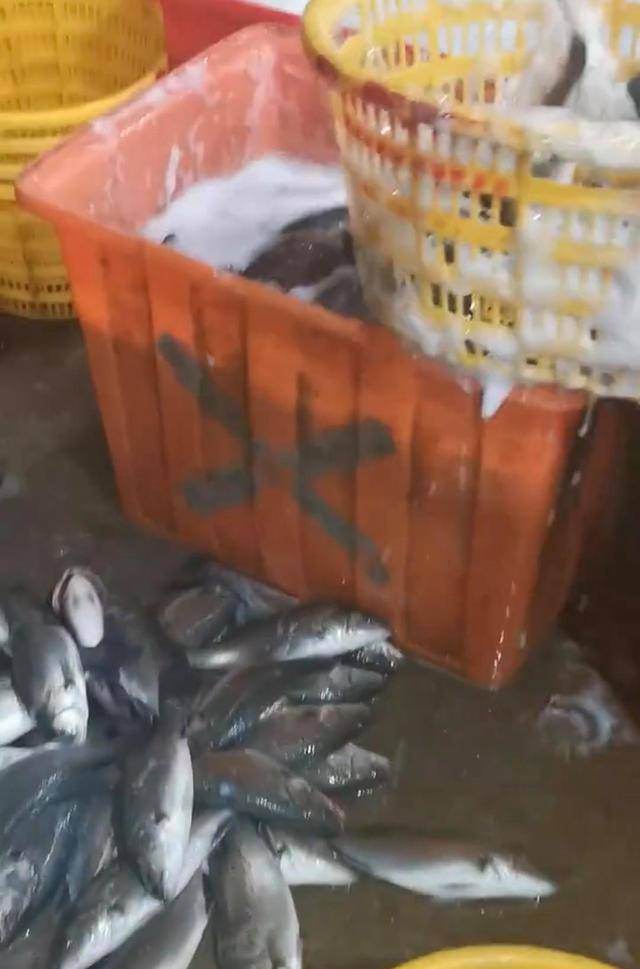水产市场“麻醉鱼”调查:有商家称麻药有味会换水再卖,有无危害尚不明