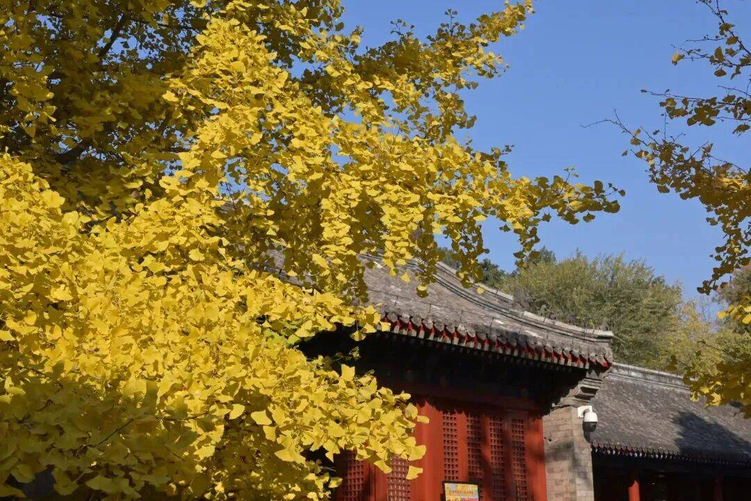 绝美!北京秋季颜值已达巅峰!这样定格最美秋天!