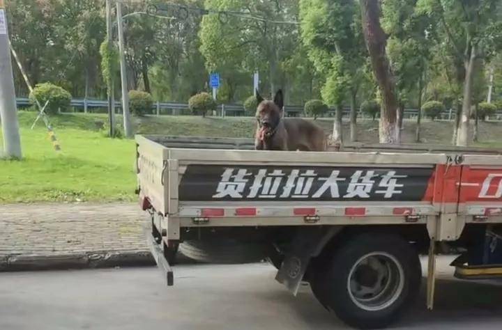 柯基犬主人持酒瓶暴打马犬事件进展:当事人被拘,马犬已脱离危险期